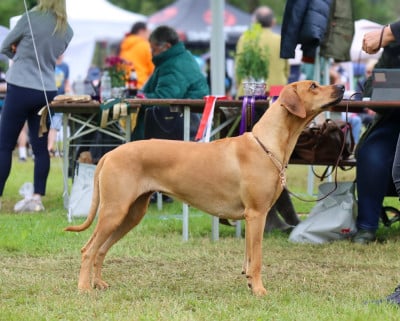 Texan Pasadena MoiaGioia