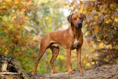 CH. Livernose Rules Otello