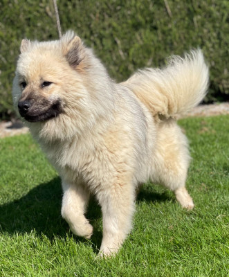 Étalon Eurasier - anita Du Mistral Normand