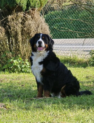 Vodka Des Anges D'ambre