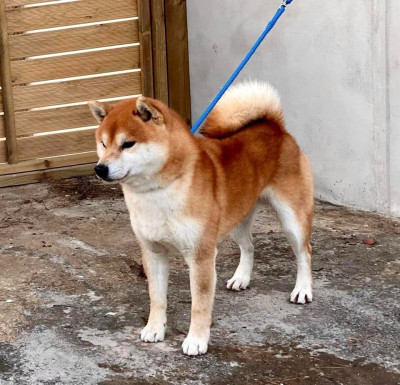 Étalon Shiba - Ranshinmaru go hidden cascade