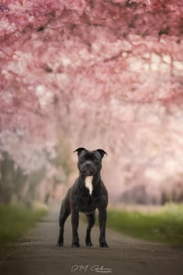 Étalon Staffordshire Bull Terrier - Very Hype Of Stafford Edition