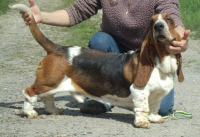 Étalon Basset Hound - alfredo de la flamme sacrée d’hestia