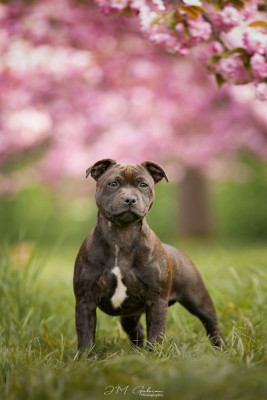 Étalon Staffordshire Bull Terrier - VISUAL SUSPECT Of Stafford Edition