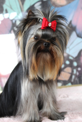 Étalon Yorkshire Terrier - Armani Des Anges de Batignolles