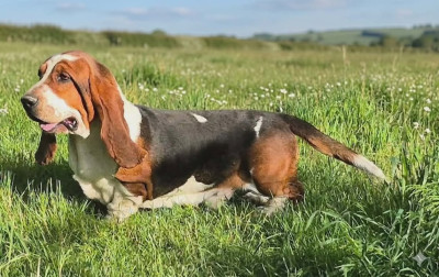 Étalon Basset Hound - Ubert Des Brumes Du Luberon