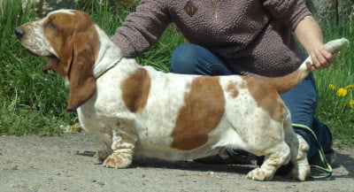 Étalon Basset Hound - venus De La Vallée Du Feu D'Opale