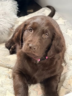 Étalon Flat Coated Retriever - Be a Lovely Girl Du Domaine De Maliba