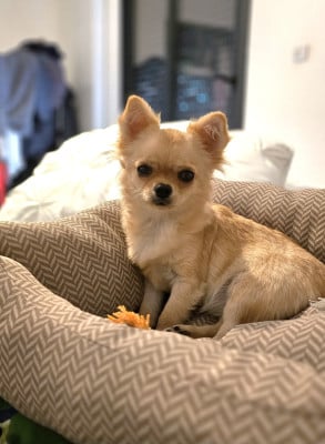 Étalon Chihuahua - FIDELMA LEO VALENTINA