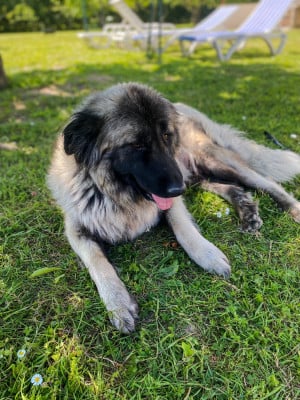 Étalon Chien de la Serra Estrela - SEIA (Sans Affixe)