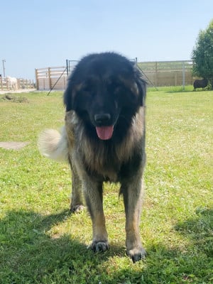 Étalon Chien de la Serra Estrela - SANTO DU CLOS FELAGUND (Sans Affixe)
