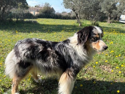 VICKY du Chalet des Terres des Oliviers