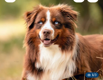 SEIKO DES JOYAUX DES KI'MILLACS des joyaux des ki 'millacs