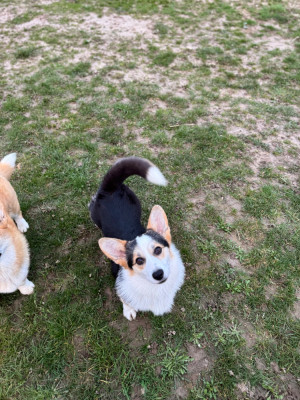 Étalon Welsh Corgi Pembroke - ATLANTA Jimper’s