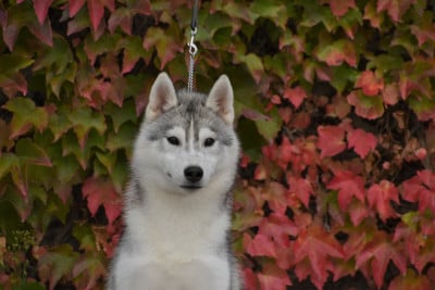 CH. TOKYO du chalet des edelweiss