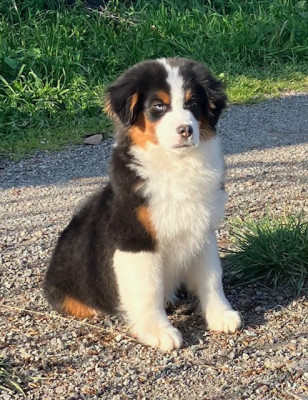 Étalon Berger Américain Miniature - ARLOW-ALTO Of surf paradise