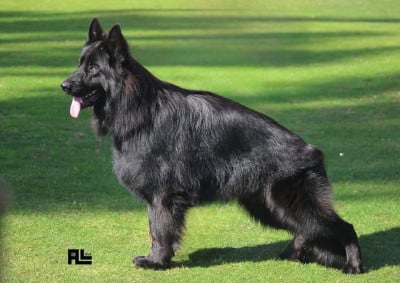 Étalon Berger Allemand Poil Long - VVHY-NOT des contes de Gwelane