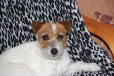 Étalon Jack Russell Terrier - Azelle Des étoiles De La Baie