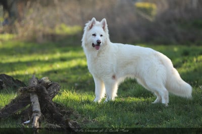Étalon Berger Blanc Suisse - BLASCO AKSHAY vom friauler zar