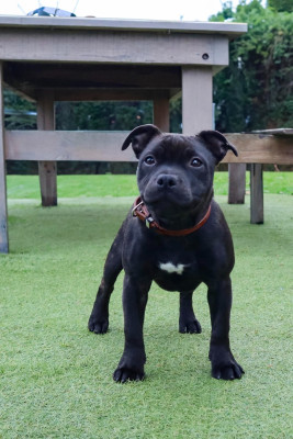 Étalon Staffordshire Bull Terrier - joddricks Magic Honeyblood