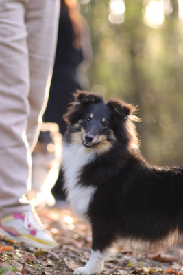 Étalon Shetland Sheepdog - Void Bel'Veth Du Fantasy Game
