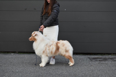 Very sweet Andrew du glacier des pandas