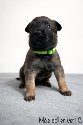 Étalon Berger Belge - Bimmer de l'Etoile du Somalou