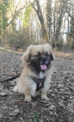 Étalon Epagneul tibetain - CH. Utah U'Get my Heart (Sans Affixe)