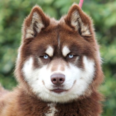 Étalon Siberian Husky - Liubov's LIUBOVS VVOLF