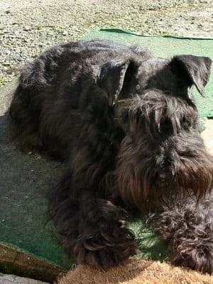 Pearl Des Adorables Chenapans