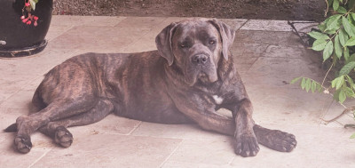 Étalon Cane Corso - Vanilla Orsacchiotto Dell'occitania