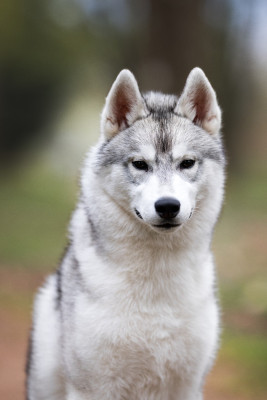 Étalon Siberian Husky - Keeper Show Arctic Storm