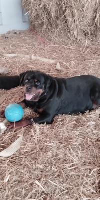 Jaguar von haus drazic