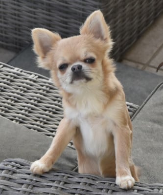 Étalon Chihuahua - Ariana des légendes d'Athena