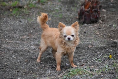 Étalon Chihuahua - Angel Diamond From The Sky Des Minis Bombes