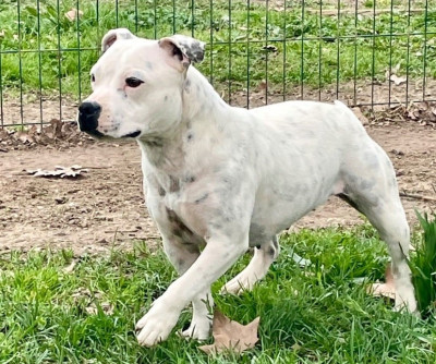 Étalon Staffordshire Bull Terrier - Romantic snow Du Coeur Des Terres