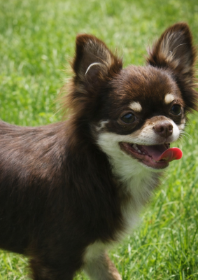 Étalon Chihuahua - Vayana de la plaine du Jaelma
