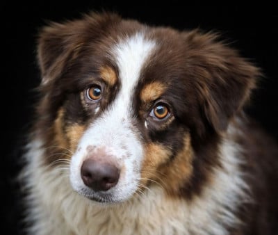 Étalon Berger Australien - Unchain my Heart du Chemin de la Lune aux Reves