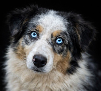 Étalon Berger Australien - Universal Blue Dana du Chemin de la Lune aux Reves