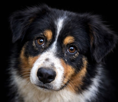 Étalon Berger Australien - Utopia Black Kara du Chemin de la Lune aux Reves