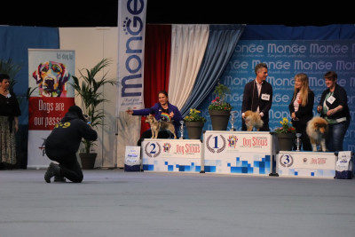 Étalon Spitz des Visigoths - vit ta victoire dans la joie De La Horde Des Tutus Fous