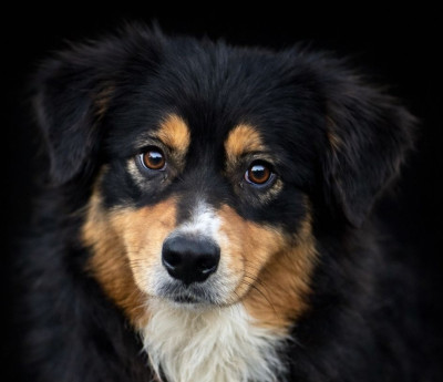 Étalon Berger Australien - Volga Black Kara du Chemin de la Lune aux Reves