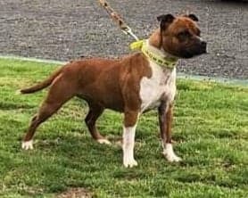 Étalon Staffordshire Bull Terrier - CH. Natasha The Countess Of the browndeanlaws bullyboys