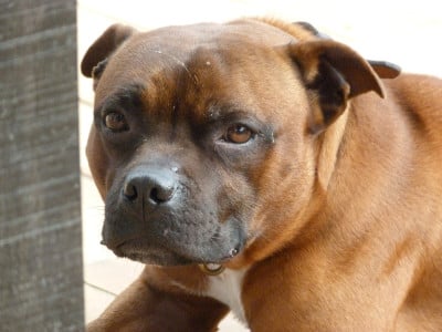 Étalon Staffordshire Bull Terrier - Paulo Des têtes brulées
