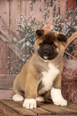 Étalon Akita americain - Bears of HONDO de Daybreak Northern