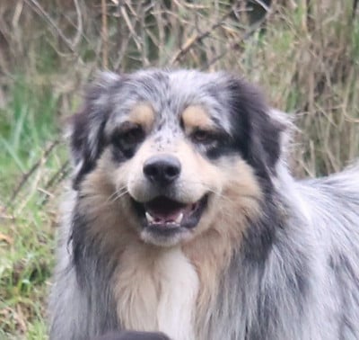 Étalon Berger Australien - UNGARO Du Haras De La Toison D'Or