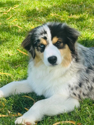 Étalon Berger Américain Miniature - Attendue et Désirée Azur des Romarins de Mayerling