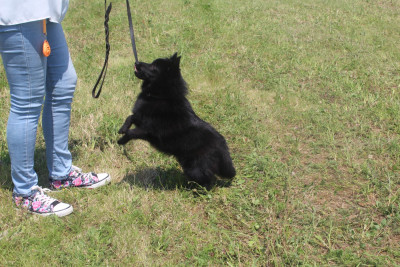 Étalon Schipperke - Yamcha dit Fifi (Sans Affixe)