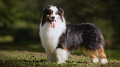 Étalon Berger Australien - Vision Kush des Terres De Khairyaca