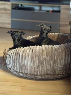 Étalon Petit Levrier Italien - Aci Il Principe Fedele Du Domaine Des Grands Causses